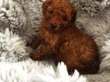 A Kali̇te Toy Poodle Yavrulari