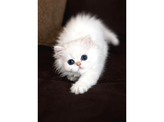 Show Kalite British Longhair Golden Point görsel