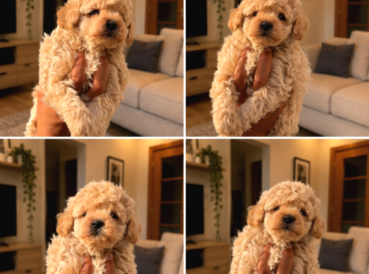 A Kalite Minyatür Toy Poddle Yavrular görsel