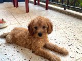 1 Numara Podle
