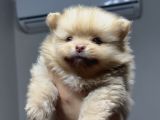 A Kalite Pomeranian Boo Ayı Surat Yavrular