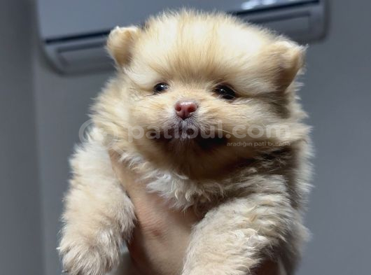 A Kalite Pomeranian Boo Ayı Surat Yavrular görsel