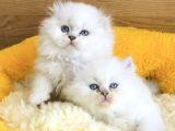 Bu Kalite Yok Maviş British Longhair Bebeklerim