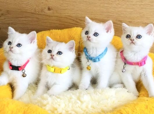 A Kalite Maviş Point British Shorthair Bebeklerim görsel