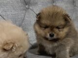 A Kalite Pomeranian Boo Ayı Surat Yavrular