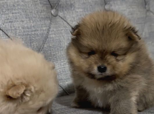 A Kalite Pomeranian Boo Ayı Surat Yavrular