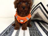 Ruhsatli Çi̇ftli̇ği̇mi̇zden Orji̇nal Safkan Poodle Bebekleri̇