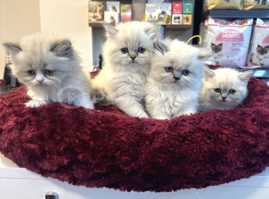 Oyuncak Gibi Aşırı Güzel British Longhair Blue Point Yavrulr görsel