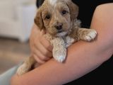 Irk Garanti̇li̇ Malti̇poo Yavrularim