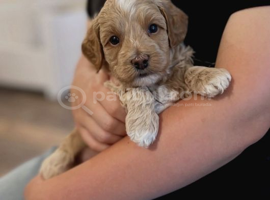 IRK GARANTİLİ MALTİPOO YAVRULARIM