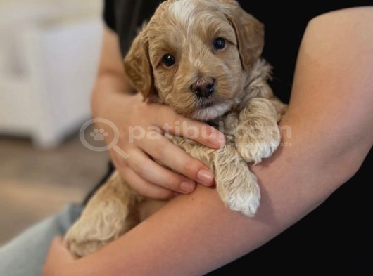 Irk Garanti̇li̇ Malti̇poo Yavrularim görsel