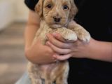 Irk Garanti̇li̇ Malti̇poo Yavrularim