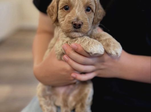Irk Garanti̇li̇ Malti̇poo Yavrularim görsel