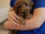 Kizil Safkan Malti̇poo Bebekler