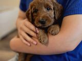Kizil Safkan Malti̇poo Bebekler