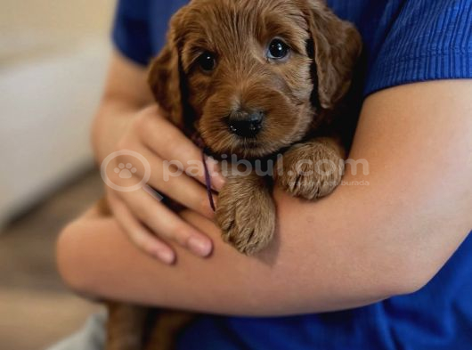 Kizil Safkan Malti̇poo Bebekler görsel