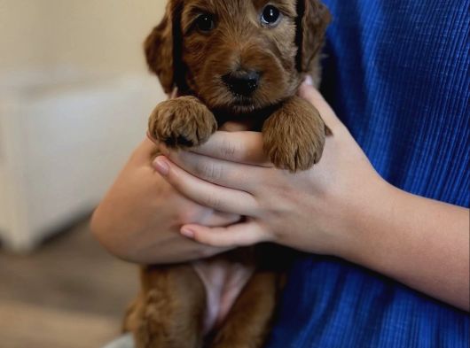 Kizil Safkan Malti̇poo Bebekler görsel