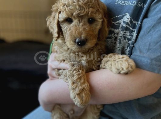 Irk Garanti̇li̇ Poodle Yavrularimiz