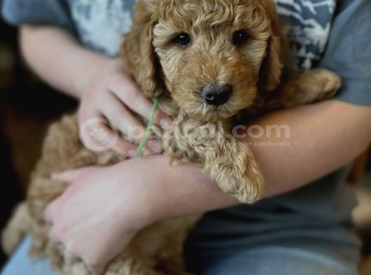 Irk Garanti̇li̇ Poodle Yavrularimiz görsel