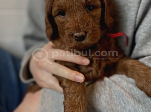 Mi̇ni̇k Malti̇poo Bebekleri̇mi̇z görsel