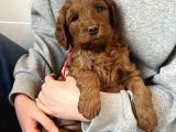 Mi̇ni̇k Malti̇poo Bebekleri̇mi̇z