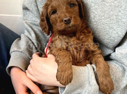 MİNİK MALTİPOO BEBEKLERİMİZ