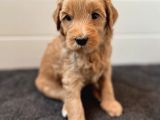 Maskeli̇ Malti̇poo Yavrularimiz