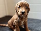 Maskeli̇ Malti̇poo Yavrularimiz