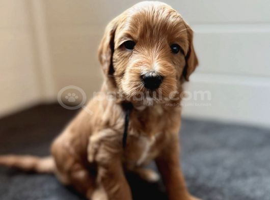 MASKELİ MALTİPOO YAVRULARIMIZ