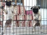 Kali̇teli̇ Pug Di̇şi̇