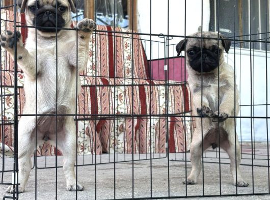 Kali̇teli̇ Pug Di̇şi̇ görsel