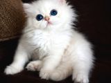 Show Kalite British Longhair Golden Point