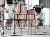 Kali̇teli̇ Pug Di̇şi̇