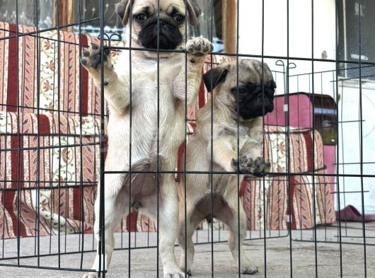 Kali̇teli̇ Pug Di̇şi̇ görsel