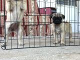 Kali̇teli̇ Pug Di̇şi̇