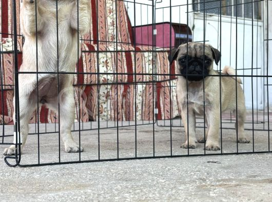 KALİTELİ PUG DİŞİ