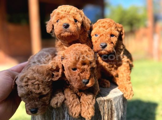 Ruhsatlı Çiftliğimizden En Güzeli En Özeli  Toy Poodle Yavruları Kg Garantili