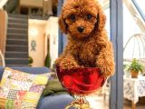 Toy Poodle Ve Teacup Red Yavrular Yeni Ailelerini Bekliyor