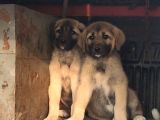 Orjinal Kangal Yavruları