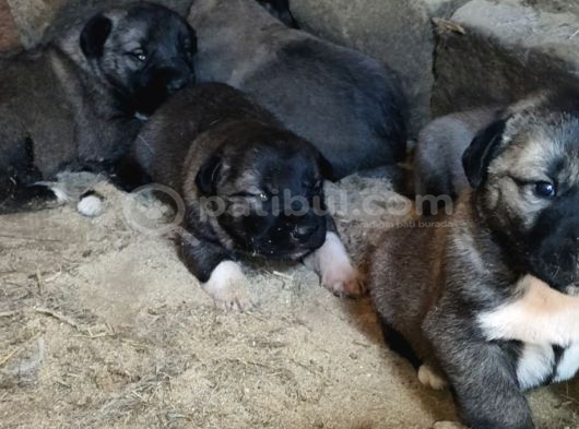 Orjinal Kangal Yavruları görsel
