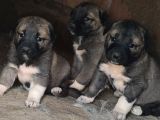 Orjinal Kangal Yavruları