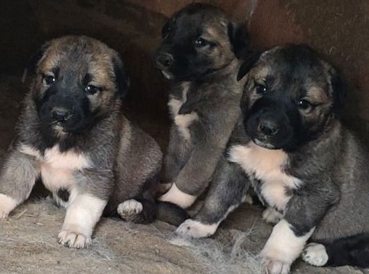 Orjinal kangal yavruları