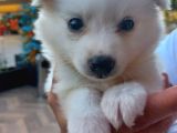 Luna Yavrumuz Yeni Yuvasını Arıyor 2 Aylık Japon Spitz