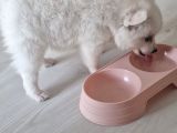 Luna Yavrumuz Yeni Yuvasını Arıyor 2 Aylık Japon Spitz