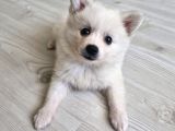 Luna Yavrumuz Yeni Yuvasını Arıyor 2 Aylık Japon Spitz