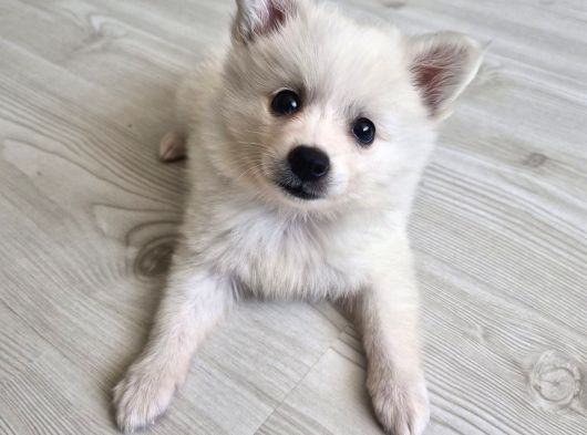 Luna Yavrumuz Yeni Yuvasını Arıyor 2 Aylık Japon Spitz görsel