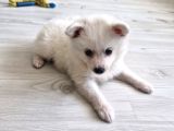 Luna Yavrumuz Yeni Yuvasını Arıyor 2 Aylık Japon Spitz
