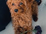 Red Brown Minik Toy Poddle Eskişehir