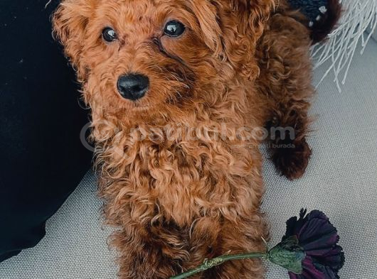Red Brown Minik Toy Poddle Eskişehir görsel
