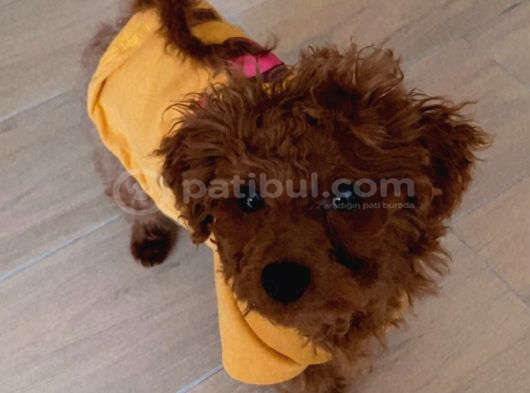 Red Brown Minik Toy Poddle Eskişehir görsel